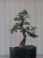 bonsai.91109 034.jpg