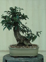 jan 29 bonsai 010.jpg