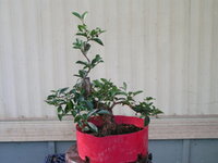 bonsai.91109 038.jpg