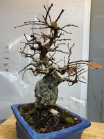 IMG_3223.jpg