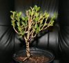 boxwood3.jpg