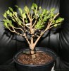 boxwood4.jpg