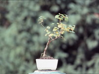 bonsai1 Oct 1978.jpg