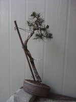 Shore Pine May 2012.jpg