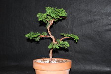 Hinoki1-0121.JPG