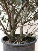 20210131_09_bonsai_buckthorn_02.jpeg