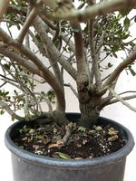 20210131_10_bonsai_buckthorn_02.jpeg