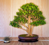 Paul Henderson - Tree 2 - Ficus Too Little - 201004.png