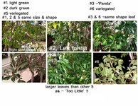 6 Ficus Too Little variants.JPG