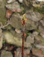 acer-tataricum_210221a.jpg