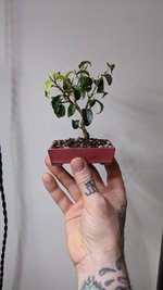 ficus too little sorce.jpg