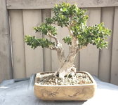 boxwood.JPG