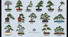 Bonsai styles.JPG