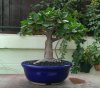 Ficus Microcarpa Green Island_April2013.jpg