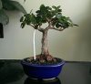 Ficus Microcarpa Green Island_Front_October2013.jpg