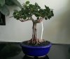 Ficus Microcarpa Green Island_Back_October2013.jpg