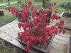 euonymus_fall2013.jpg