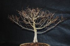 Zelkova3.JPG