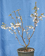 prunus1.jpg