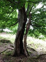 Hollow trunk Fagus (1).jpg