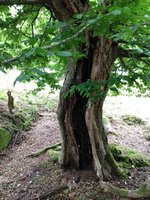 Hollow trunk Fagus (2).jpg