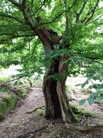 Hollow trunk Fagus (3).jpg