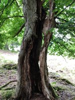 Hollow trunk Fagus (4).jpg