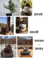 Trident Maple Progression.png