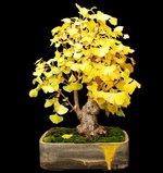 Ginkgo with black background.jpg