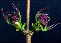 flower-buds-of-red-elderberry-jarmo-honkanen.jpg