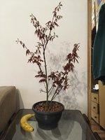 japanese maple 2.jpg