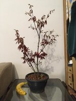 japanese maple 1.jpg