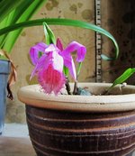 pleione_200401a.jpg