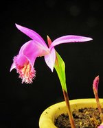 pleione_210410c.jpg