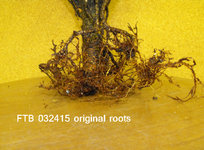 4_Original Roots032515.JPG