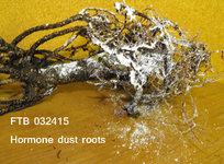 5_Rooting Hormone after trimming032515.JPG