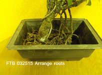 9_Anchor Trunk arrange roots 032515.JPG