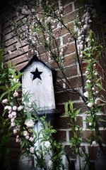 flowering almond and birdhouse 2021 (2).jpg