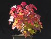 sweetgum_fall2013_01.jpg