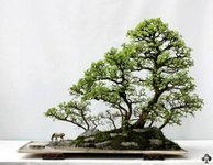 06-chinese-bonsai.jpg
