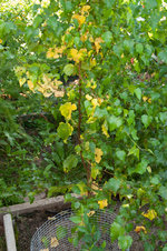 Birch AUG 14 2019-Transplant dieback.jpg