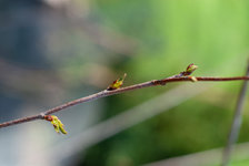 BIRCH TRANSPLANT_2000017.jpg