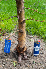 BIRCH TRANSPLANT-TRUNKS_2000007.jpg