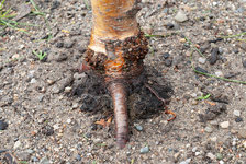 BIRCH PEAT PODS ROOTS-BUDS.jpg