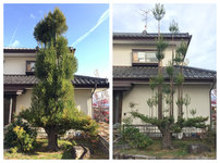 daisugi-before-after.jpeg