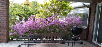 Poukhanense Lavender Korean Azalea 051021.JPG