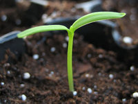 2007-06-14+-+seed_1+-+cotyledons+opening+up+with+secondary+leaves+budding+-+from+side.jpg