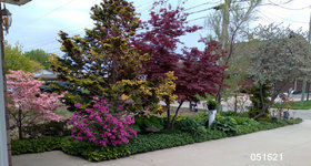 Driveway garden 051621.JPG
