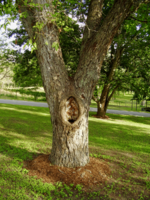 tree-with-hole.png