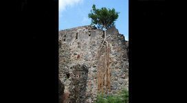 Castle Tree.JPG